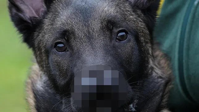 De la distanță pare un câine ca oricare altul, însă o trăsătură bizară îl face cu totul special