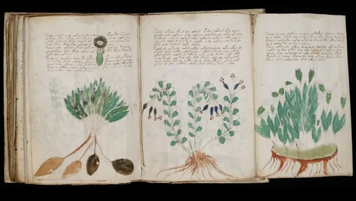 Cel mai misterios manuscris din lume, vechi de 600 de ani, a fost în sfârșit descifrat parțial