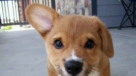 10 curiozitati despre animale care iti vor face ziua mai frumoasa