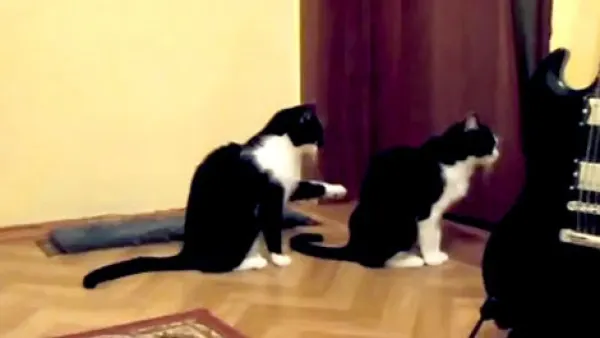 "Te rog, iartă-mă!". Videoclipul AMUZANT devenit VIRAL PE INTERNET