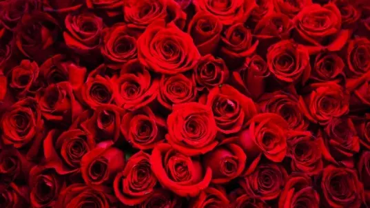 ZIUA ÎNDRĂGOSTIȚILOR. Ce flori să-i iei de Valentine's Day, pentru o zi de amor, în funcţie de ZODIE