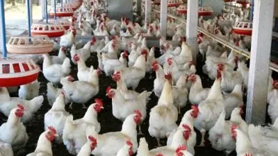 OPORTUNITATE pentru crescătorii de animale 