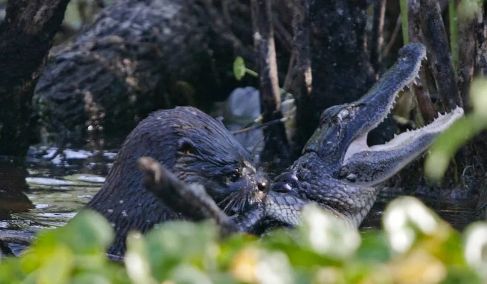 Imagini uluitoare care surprind momentul în care O VIDRĂ ATACĂ ŞI MĂNÂNCĂ UN ALIGATOR