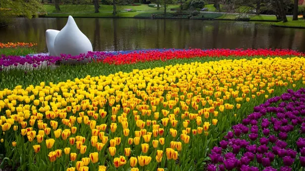 Cea mai mare GRĂDINĂ DE FLORI din lume, parcul Keukenhof din Olanda, deschisă pentru public