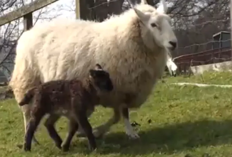 Creatură bizară în curtea unui fermier. Să fie minunea înainte de PAȘTE?