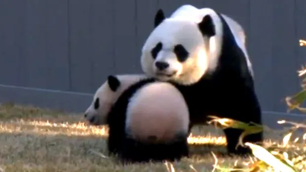 Un pui de urs panda a făcut furori la o grădină zoologică