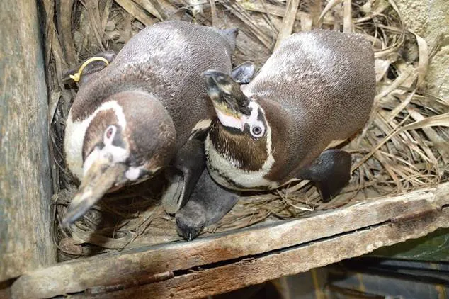Doi pinguini gay au adoptat un ou abandonat şi în prezent cresc împreună puiul