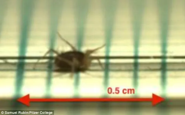 Ghepardul nu mai este considerat cel mai rapid animal terestru din lume. Cine deţine noul record