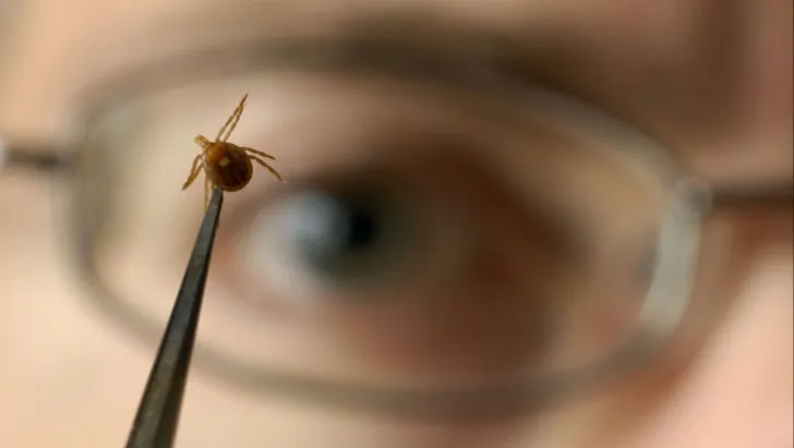 Primul simptom că ai fost muşcat de o căpusă. Mergi de urgenţă la medic!