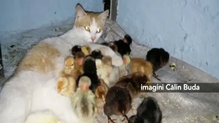 Imagini adorabile cu 25 DE PUI DE GĂINĂ, ADOPTAŢI DE O PISICĂ