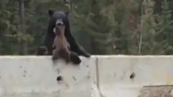 IMAGINILE care au făcut înconjurul internetului. Un pui de urs a fost salvat miraculos
