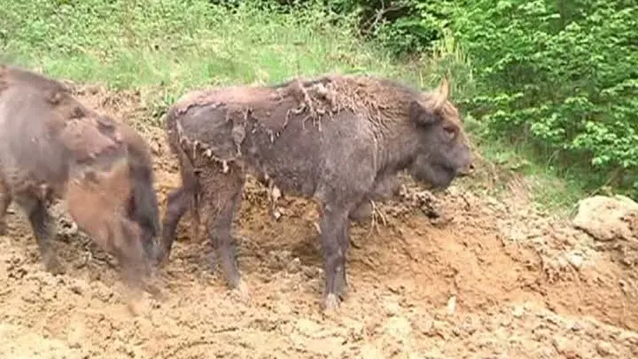 ZIMBRUL S-A ÎNTORS ÎN ROMÂNIA. Carpaţii, repopulaţi cu zimbri la 200 de ani de la dispariţie