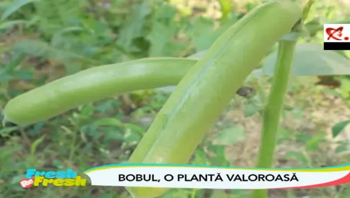 FRESH-REFRESH. Bobul, o legumă mai puțin consumată în România