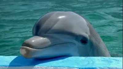 Legea lui Remus Cernea, respinsă. Delfinii rămân animale