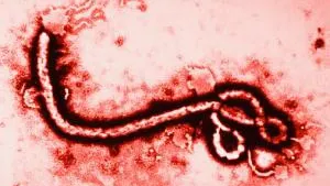 Comisia UE: Riscul apariției Ebola în Europa este foarte redus