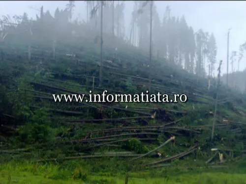 IMAGINI APOCALIPTICE: Pădure distrusă de o tornadă în Suceava