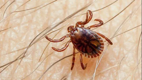 Două specii de căpuşe microscopice trăiesc pe feţele tuturor oamenilor