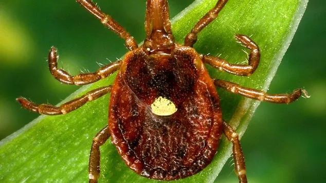 Dacă ai fost mușcat de această insectă, s-ar putea să nu mai poți mânca niciodată carne