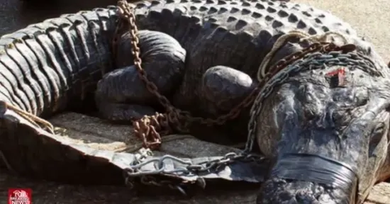 ŞOC: Ce au găsit oamenii în burta unui aligator uriaş, capturat după o luptă grea