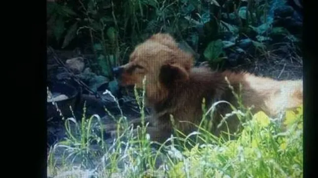 Descoperire fabuloasă făcută de un câine, în curtea unei familii din Petroşani
