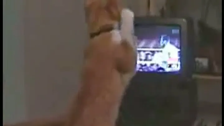 Pisica PASIONATĂ de meciul de box de la TV