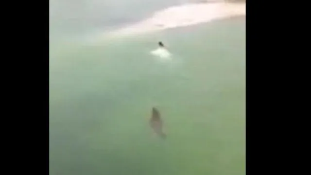VIDEO: Un bărbat înoată spre mal, urmărit de un crocodil uriaş. Ce se întâmplă apoi este INCREDIBIL