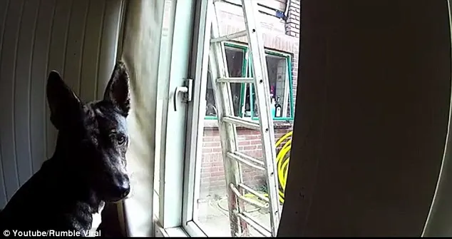 Au montat o CAMERĂ să vadă ce face CÂINELE singur acasă. Stăpânii, STUPEFIAŢI când au văzut