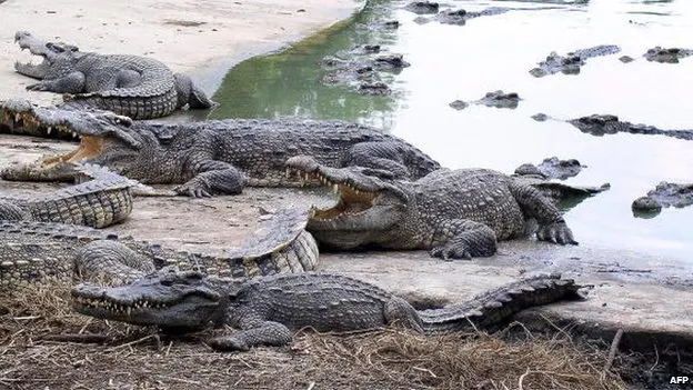 S-a aruncat într-un lac cu 100.000 de crocodili. Ce s-a întâmplat imediat e de neimaginat
