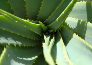 5 PLANTE VINDECĂTOARE pe care trebuie să le ai în casă