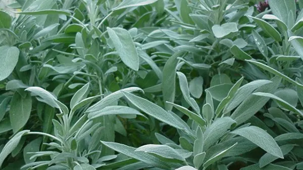 4 plante vindecătoare ale toamnei