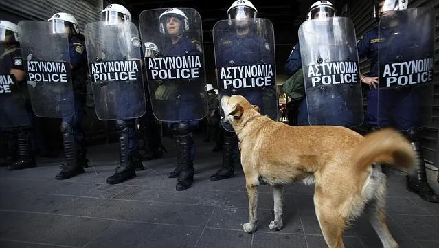 A murit Loukanikos, câinele protestatar din Atena, simbol al revoltelor anti-austeritate