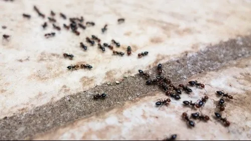 6 paşi simpli ca să scapi de furnici rapid
