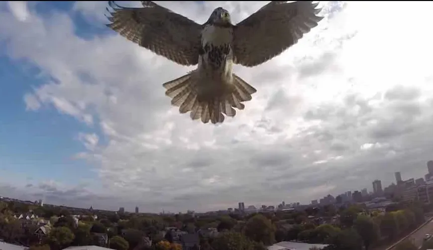 VIDEO Când natura ATACĂ! Un ȘOIM vrea să DISTRUGĂ o dronă