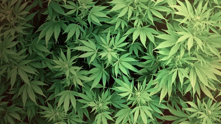 O ţară din Europa legalizează marijuana