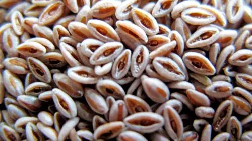 Adevărul despre semniţele psyllium. Iată ce efect au, de fapt, asupra sănătăţii!
