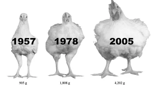 Experimentul care te va ÎNFRICOȘA. Cum arăta un pui din 1957, în comparație cu unul de azi