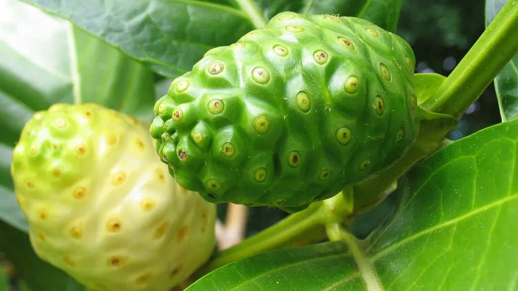FRESH-REFRESH. Efectele benefice ale fructului noni 