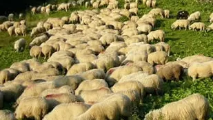 Zeci de oi, UCISE DE LUPI la o stână din judeţul Arad