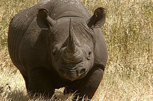 Premieră în ultimii 18 ani: Un pui de rinocer negru s-a născut la grădina zoologică din Zurich