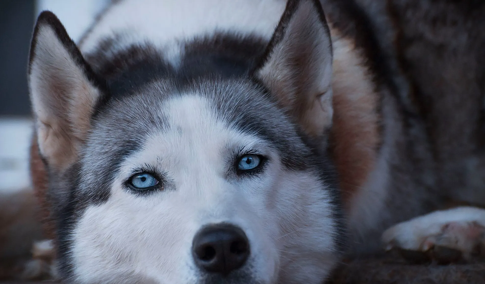 Un husky dintr-o clinică veterinară a uimit pe toată lumea! Ce a făcut după ce a scăpat din cușcă