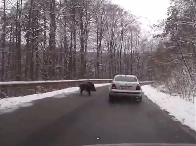 HAOS pe străzile din România: un mort şi un rănit într-un accident pe DN 2, din cauza unui PORC