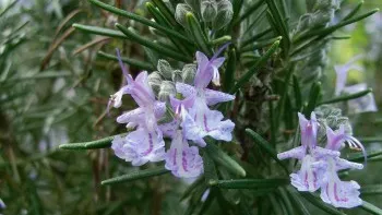 Ştiai că florile se mănâncă? Surprinde-ţi familia şi invitaţii cu reţete inedite