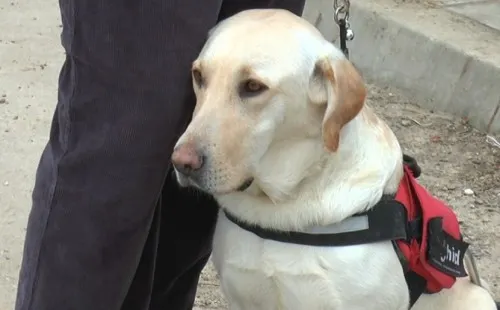 De ce este bine să iubeşti un animal de companie