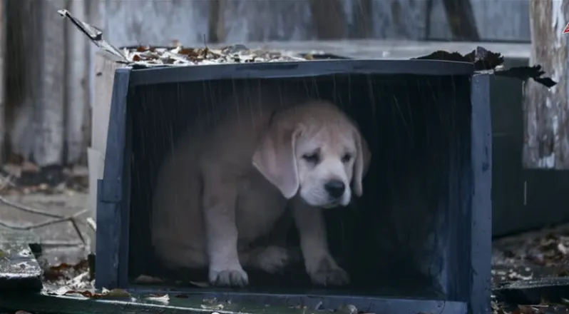 „Cățelul pierdut”, clipul care a cucerit Youtube-ul și finala Super Bowl