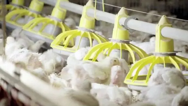 Secretul KFC: În ce condiţii sunt crescuţi puii sacrificaţi după numai 35 de zile