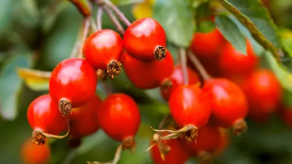 Fresh ReFresh: Cum să elimini nisipul de la rinichi cu ceaiul din rădăcină de măceşe