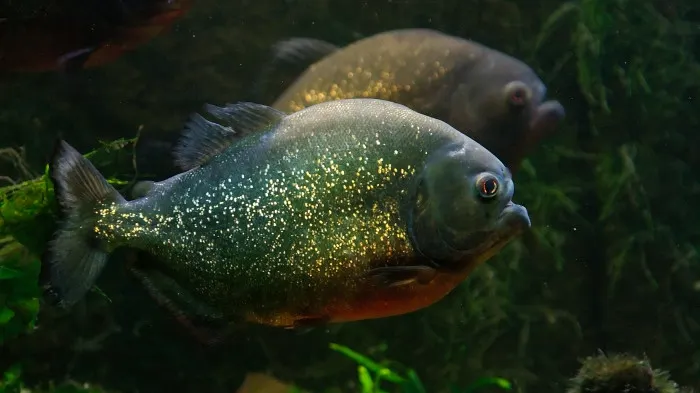 Cum arată atacul peștilor piranha, filmat într-un experiment