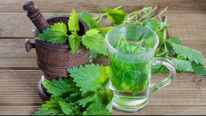 Cum să îți cureți sângele cu urzici