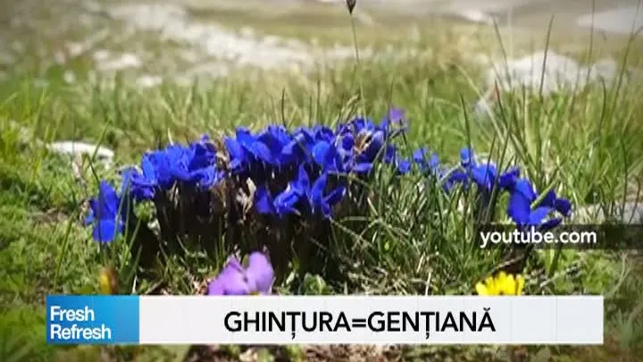Fresh Refresh. Ghinţura sau genţiana