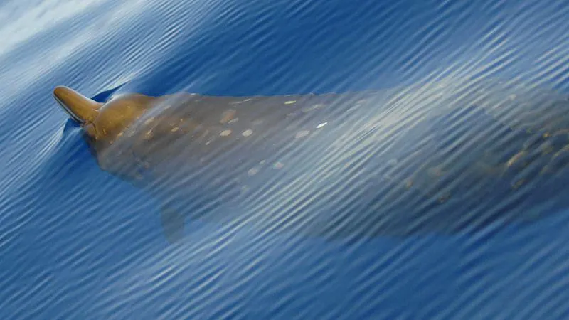 Descoperire neașteptată în apele Antarcticii. Ar putea fi o nouă specie